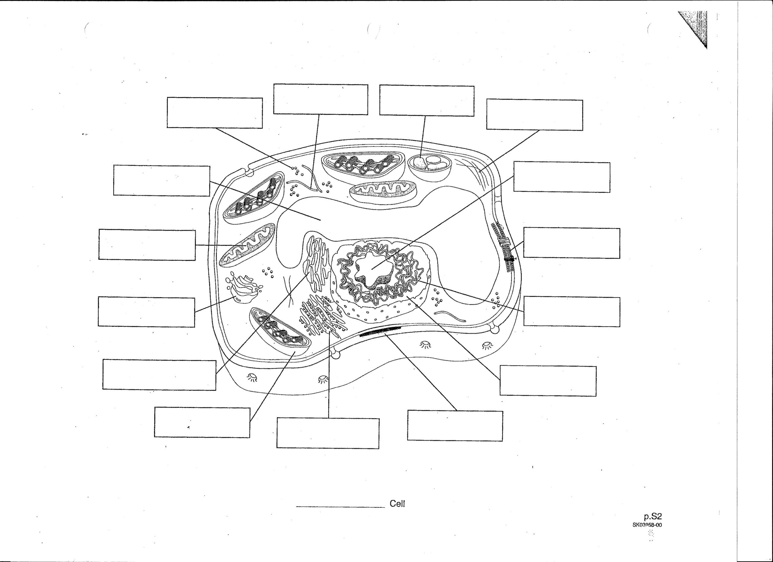 7th Grade Plant Cell Worksheet Engaging Activities For Learning