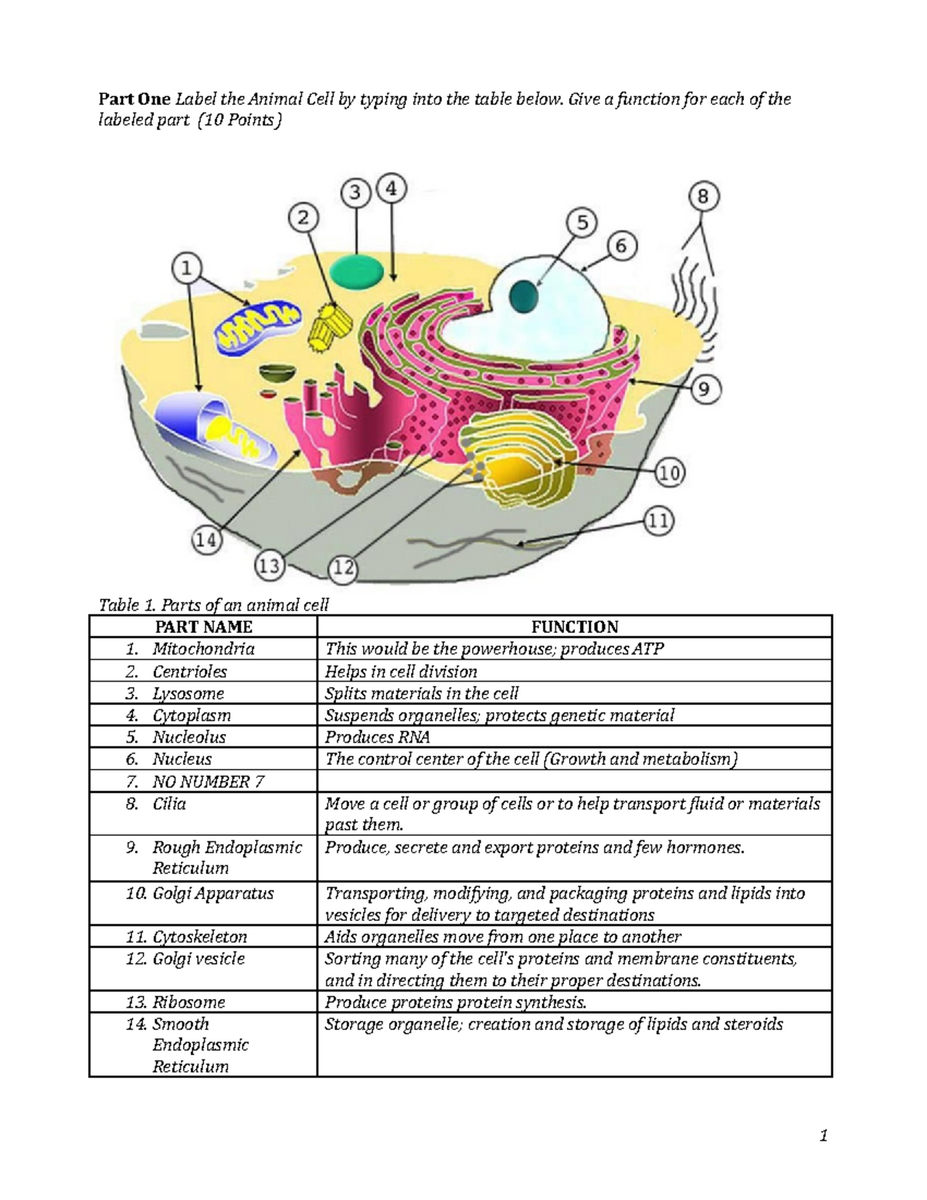 Cells Structure Function Guide Animal Plant Cells Overview Studocu