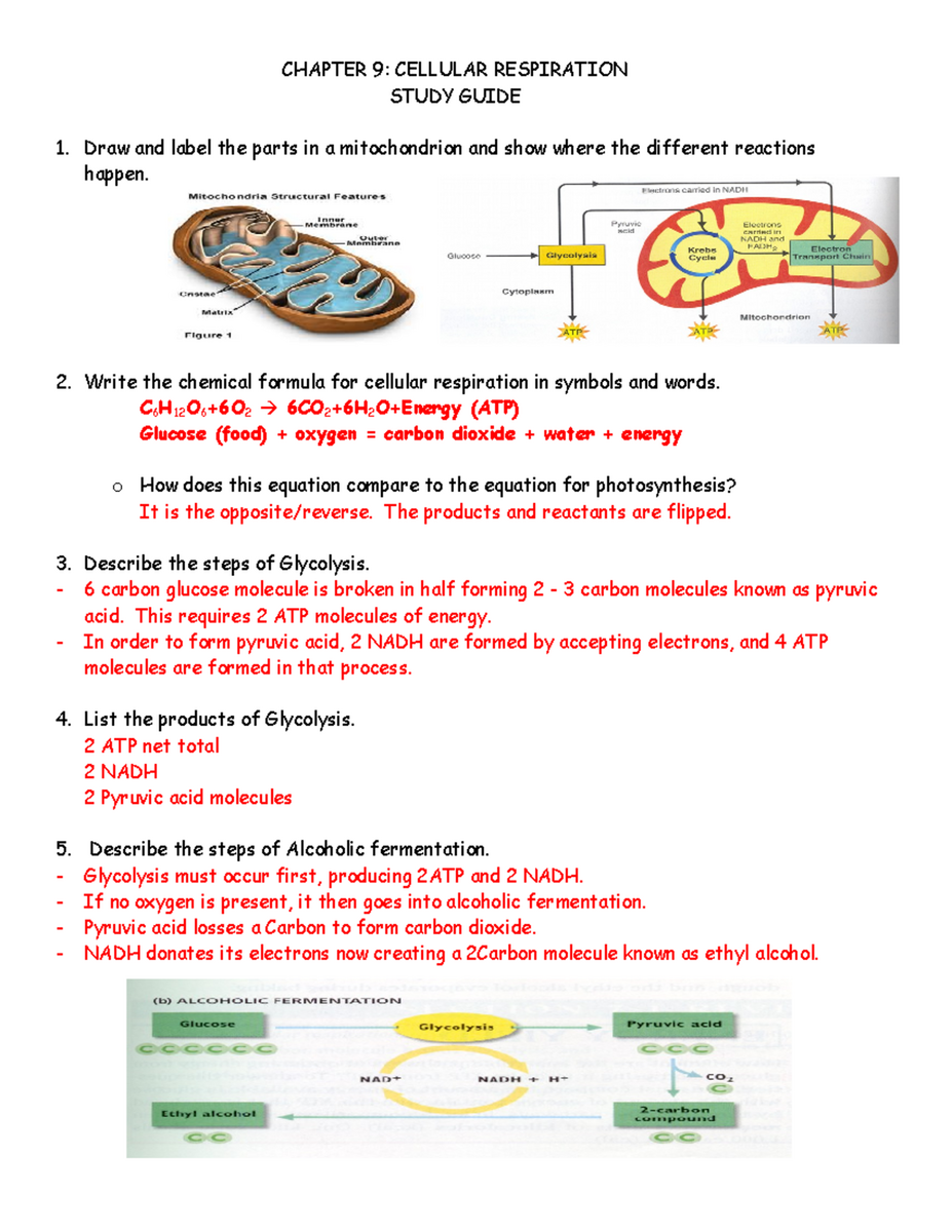 Cellular Respiration Study Guide Chapter 9 Answers Included Studocu