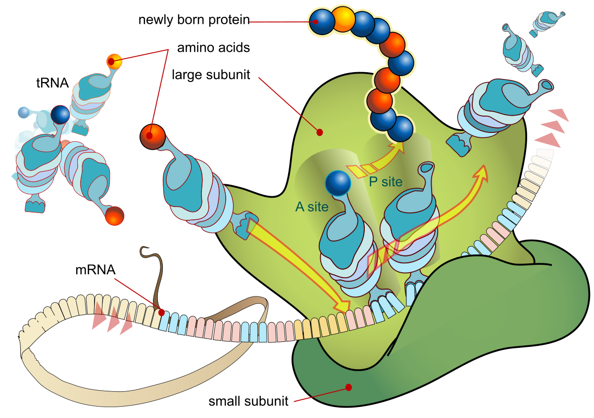 Central Dogma Translation Transcription With Exercise Questions Dai Liang Group