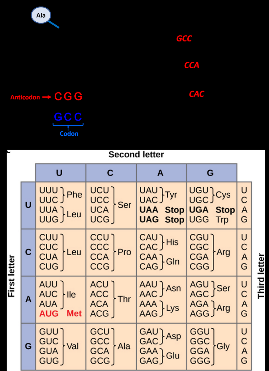 Chapter 11 Translation Chemistry Chapter 11 Translation Chemistry