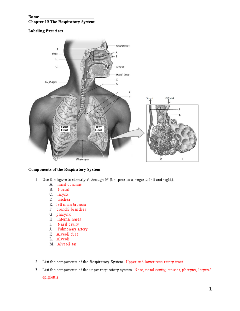 Chapter 19 The Respiratory System Overview And Labeling Exercises MO Studocu