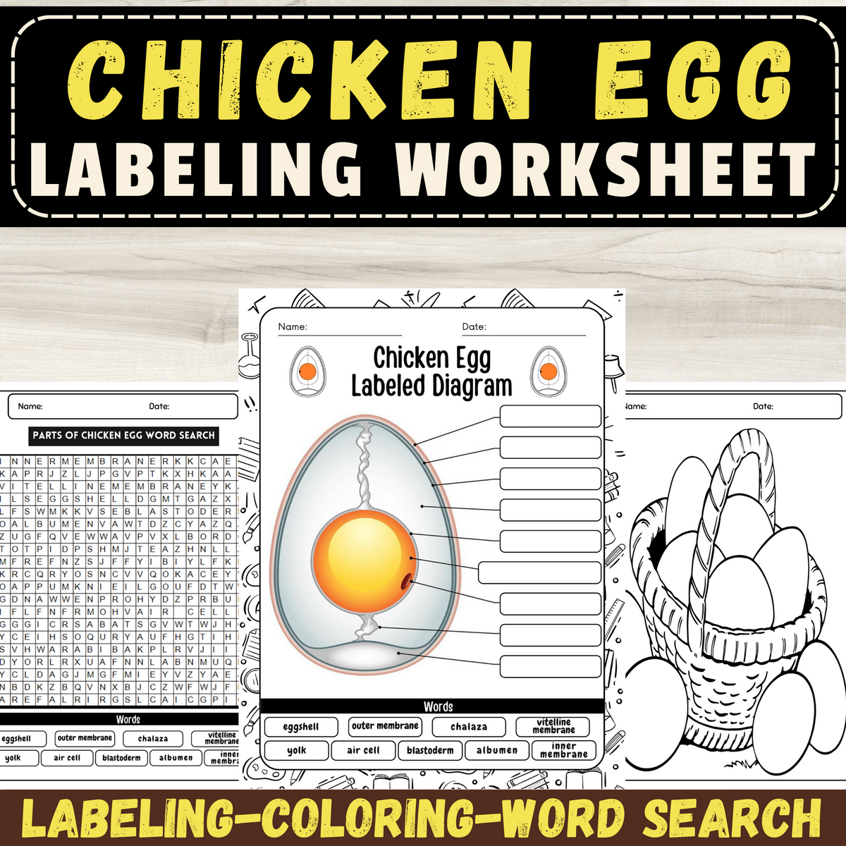 Chicken Egg Labeling Worksheet Schematic Diagram Of Egg Anatomy With Activities Made By Teachers Chicken Egg Labeling Worksheet Schematic Diagram Of Egg Anatomy With Activities Made By Teachers