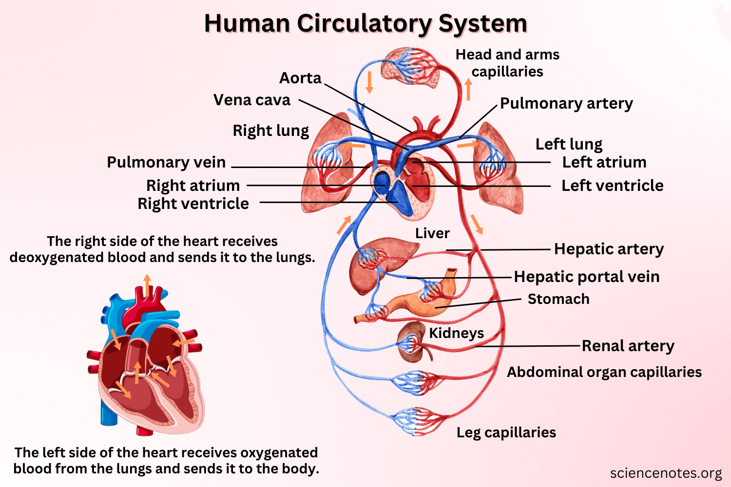 Circulatory System Or Cardiovascular System Circulatory System Labeling Worksheet Science Editable DIGITAL DOWNLOAD Etsy