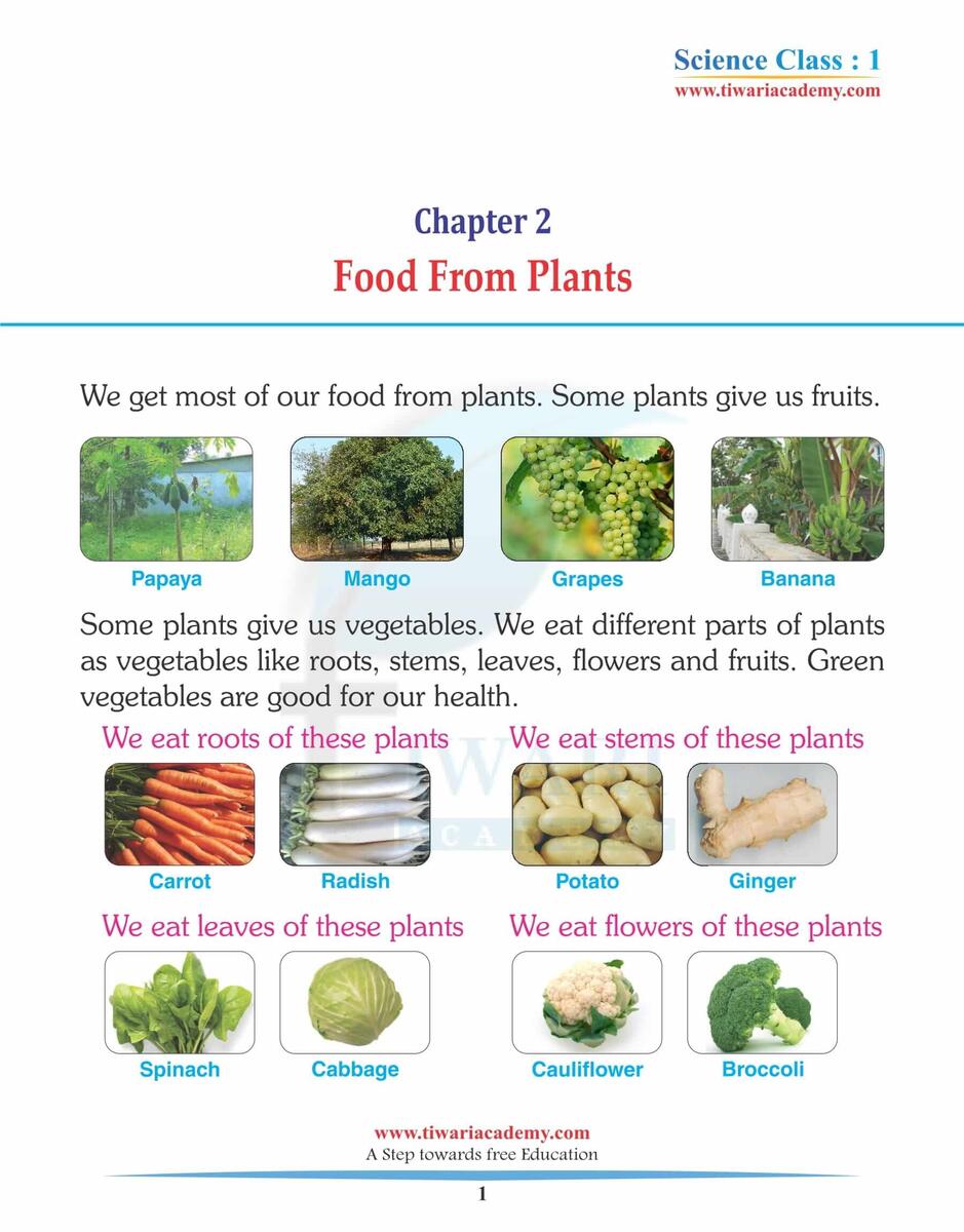 Class 1 Science Chapter 2 Food From Plants Question Answers In PDF Class 1 Science Chapter 2 Food From Plants Question Answers In PDF