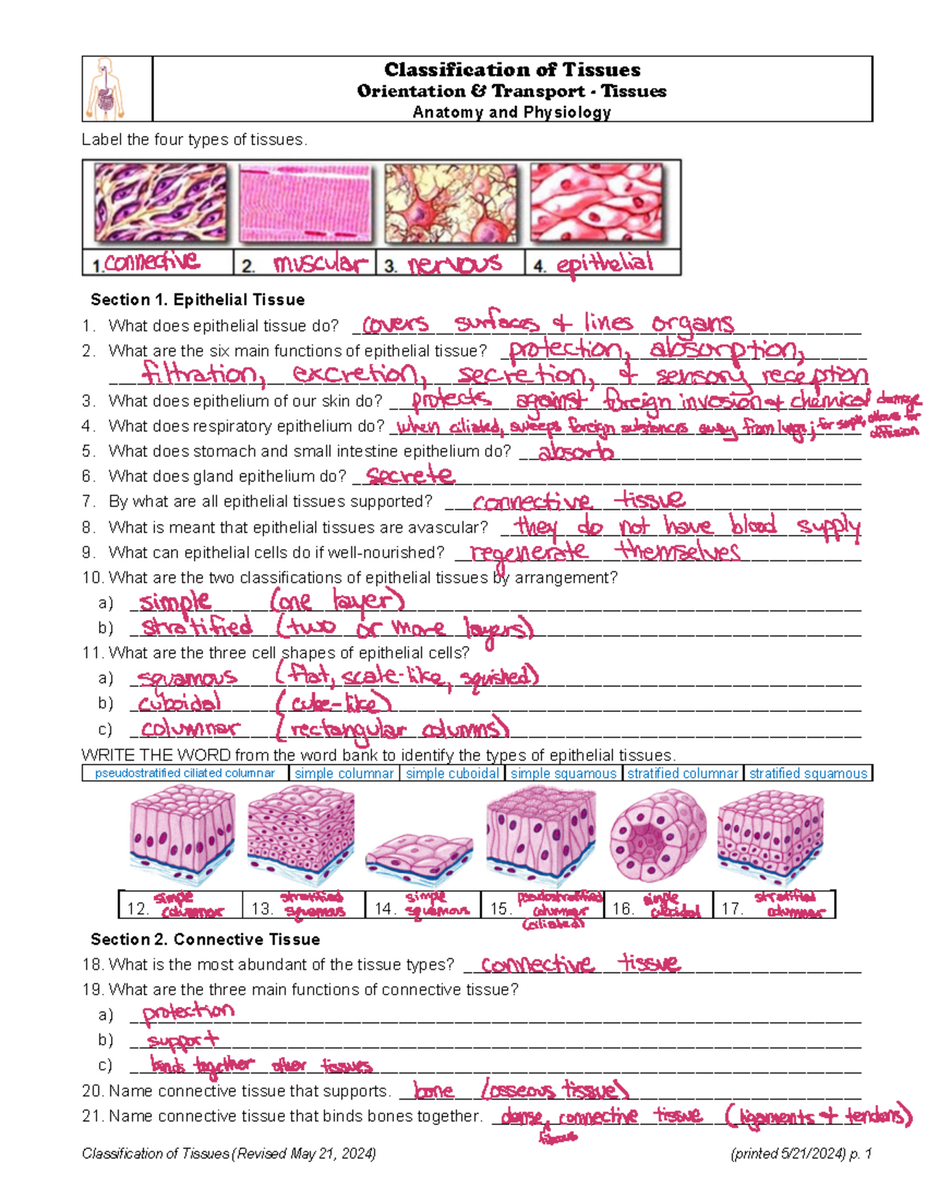 Classification Of Tissues Worksheet KEY Revised May 2024 Studocu
