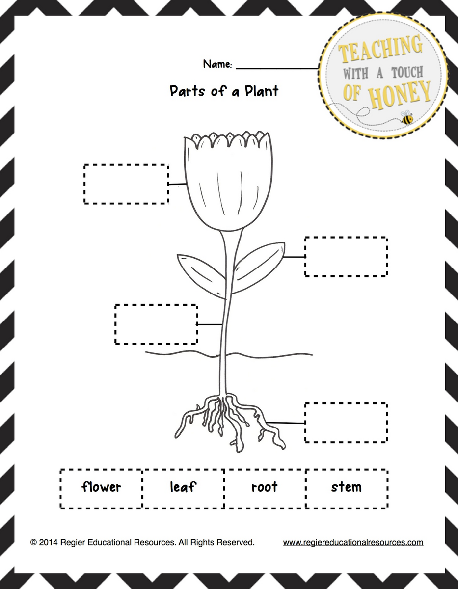 Classroom Freebies Too FREEBIE Label The Plant Tiered Templates