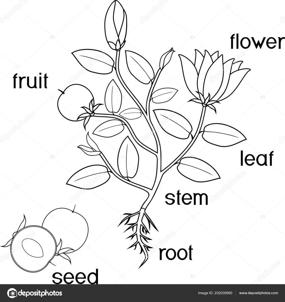 Coloring Page Parts Plant Morphology Flowering Plant Root System Flowers Stock Vector By Mariaflaya 202039560