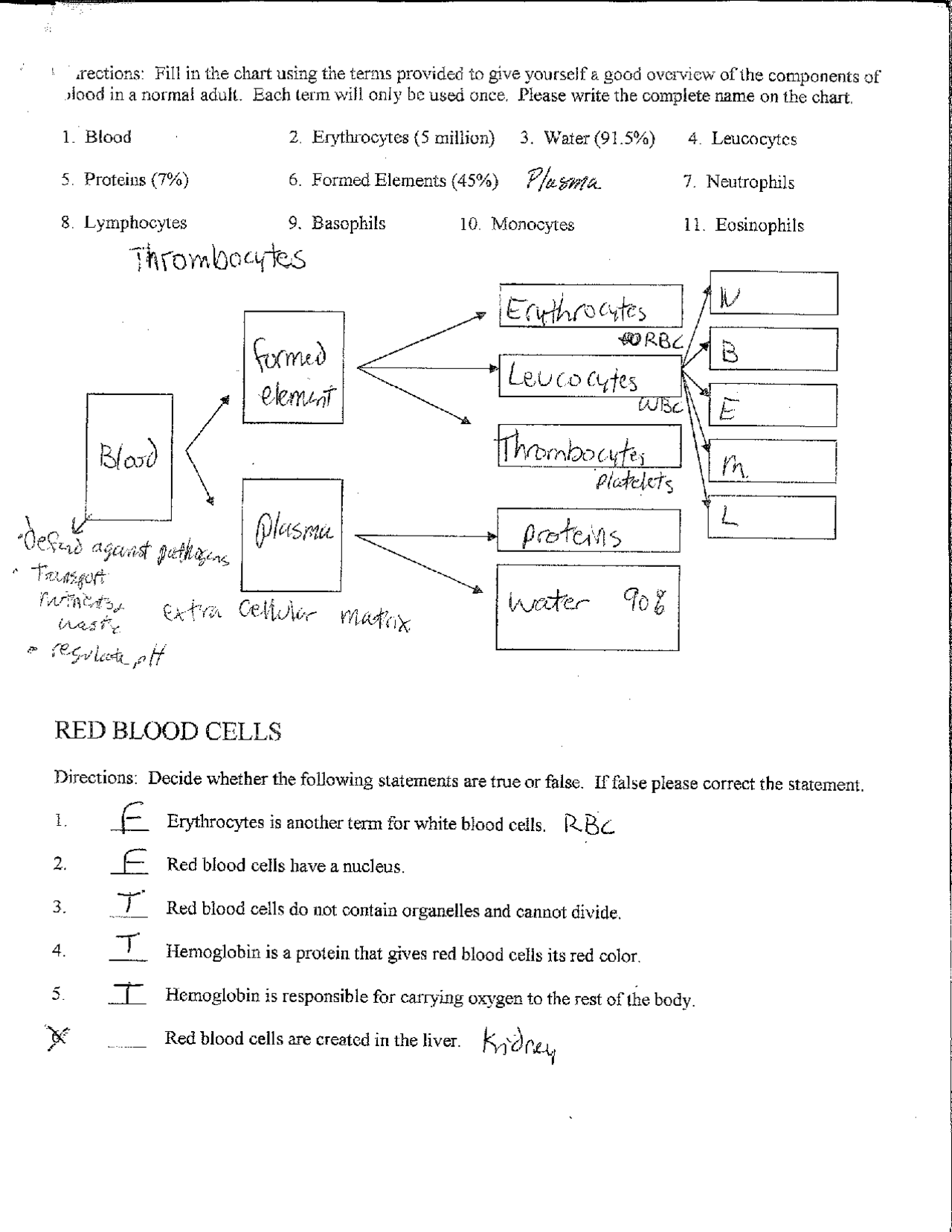 Composition And Functions Of Blood Worksheet With Key Exercises Worksheets Library
