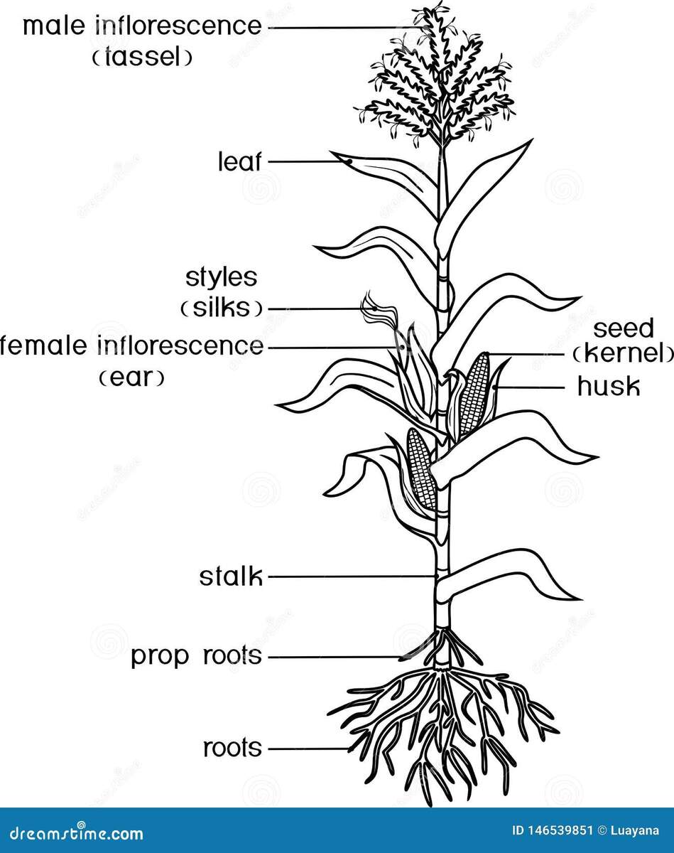 Corn Parts Stock Illustrations 86 Corn Parts Stock Illustrations Vectors Clipart Dreamstime Corn Parts Stock Illustrations 86 Corn Parts Stock Illustrations Vectors Clipart Dreamstime