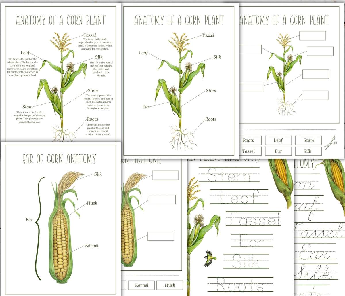 Corn Unit Study Life Cycle Anatomy Homeschool Printable Instant Download Etsy Corn Unit Study Life Cycle Anatomy Homeschool Printable Instant Download Etsy