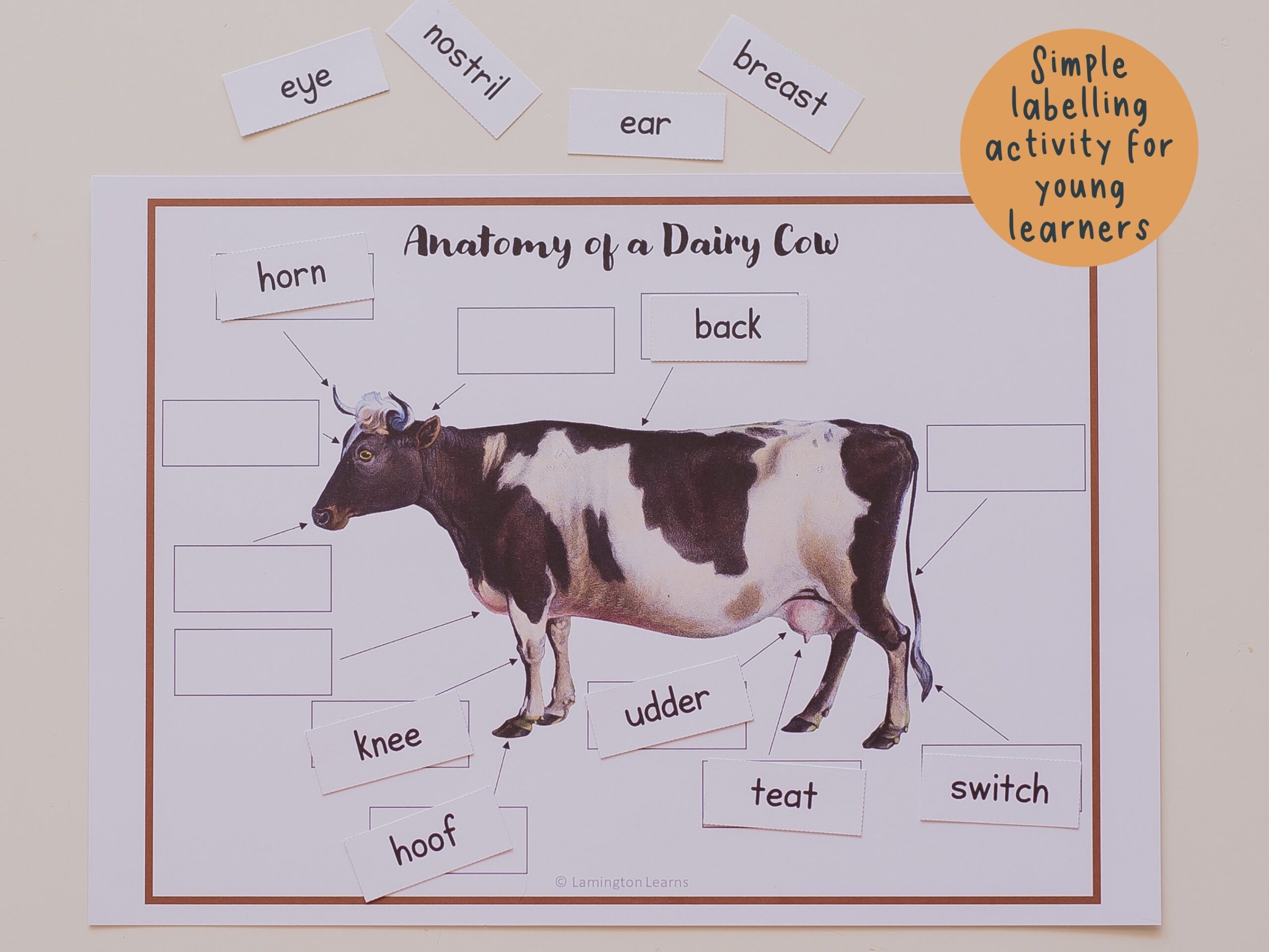 Cow Breed Flashcards Poster And Anatomy Of A Dairy Cow Mini Bundle Learning About Farm Animal Mini Activity Pack For Early Elementary Etsy