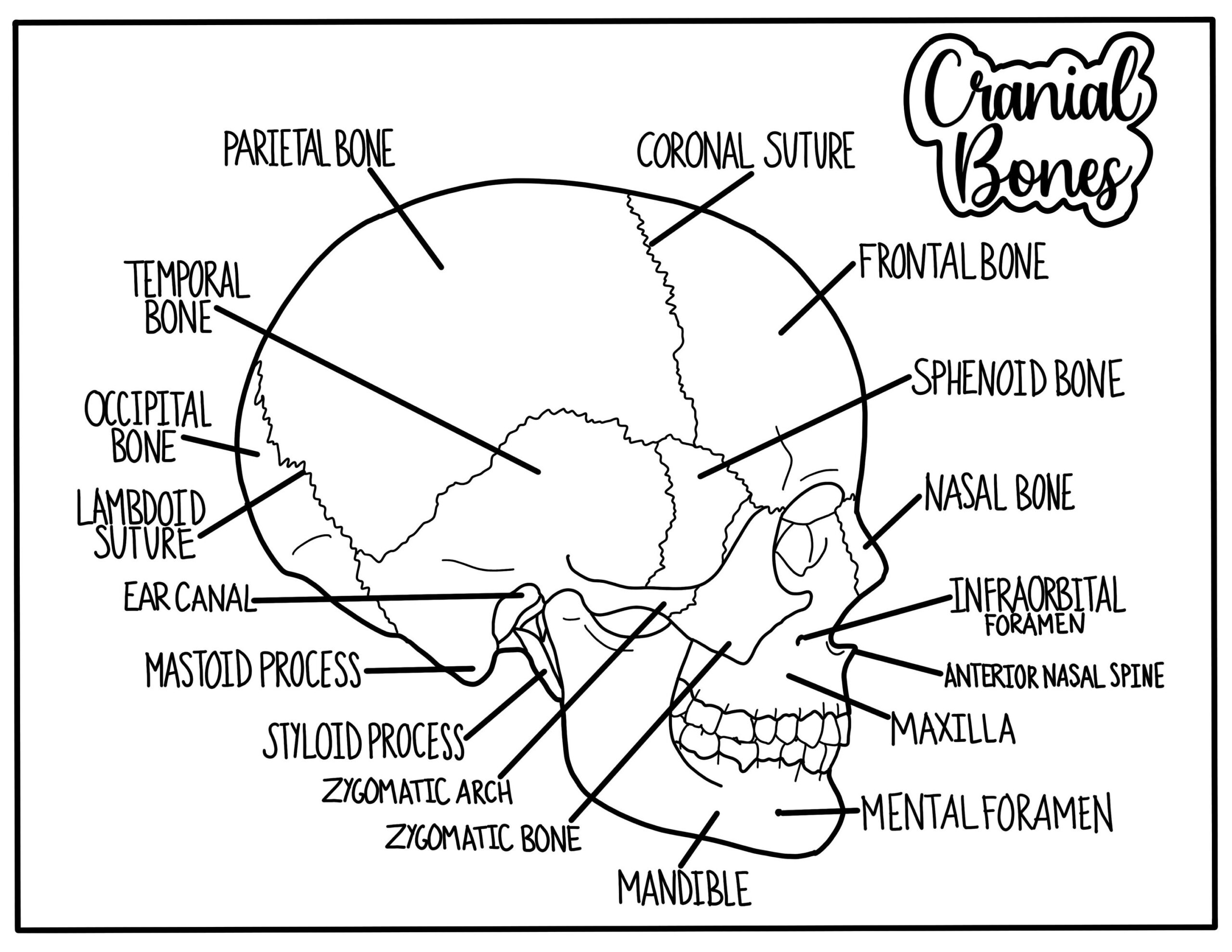 Cranial Bones Coloring Page Etsy