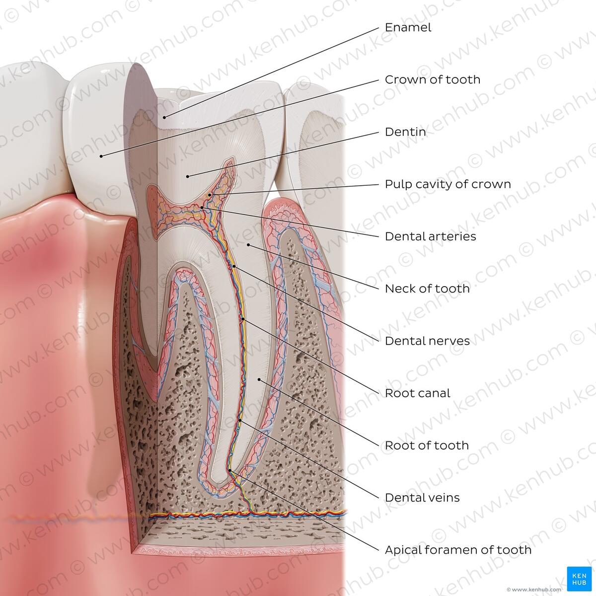 Dental Anatomy Quizzes And Tooth Diagrams Kenhub Dental Anatomy Quizzes And Tooth Diagrams Kenhub