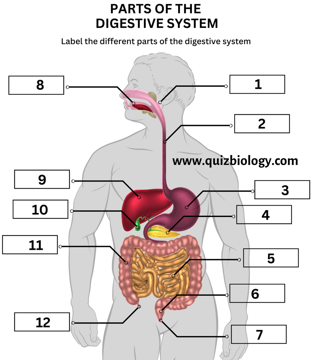 Diagram Labeling Quiz On Digestive System Parts And Function Diagram Labeling Quiz On Digestive System Parts And Function