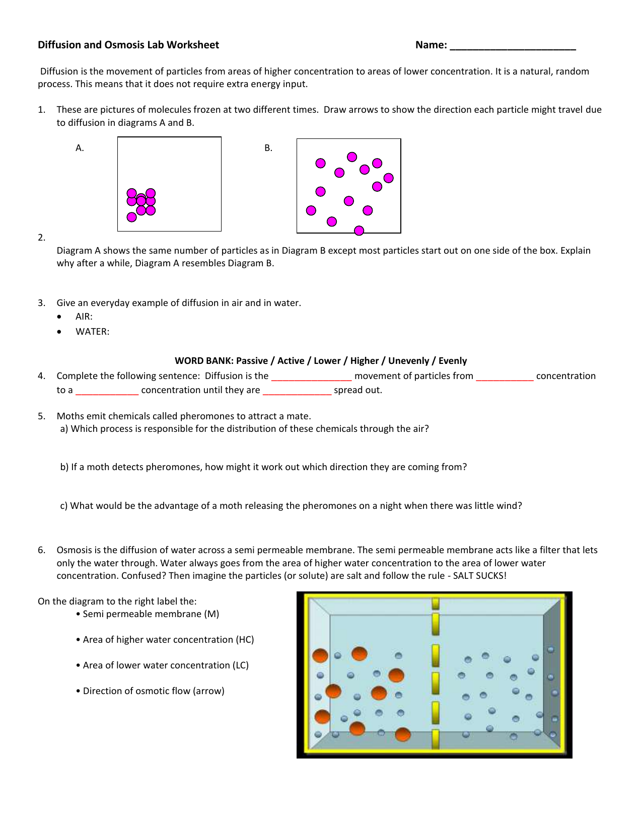 Diffusion And Osmosis Lab Worksheet
