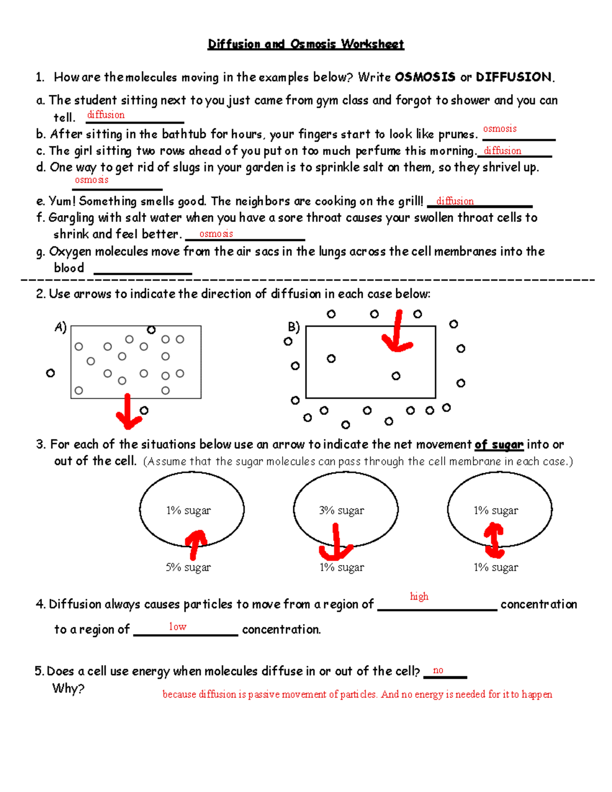 Diffusion And Osmosis Worksheet Biology SOVSPG Studocu Diffusion And Osmosis Worksheet