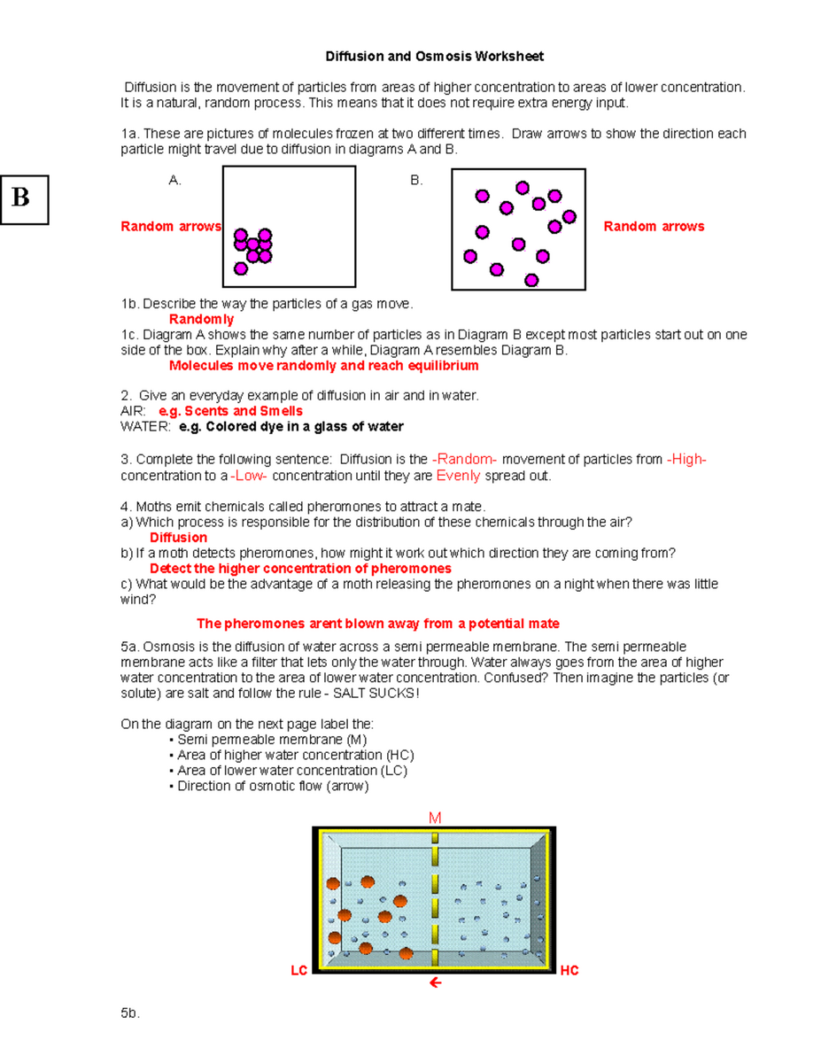 Diffusion And Osmosis Worksheet KEY 08 Concepts And Examples Studocu