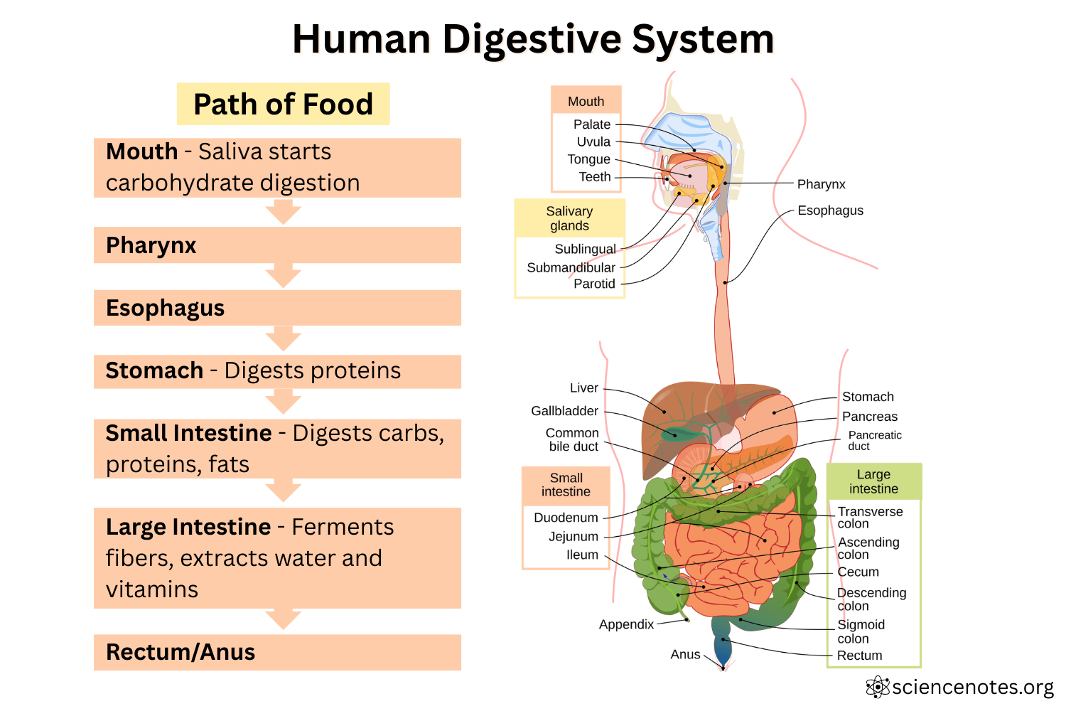 Digestive System Diagram Function And Process