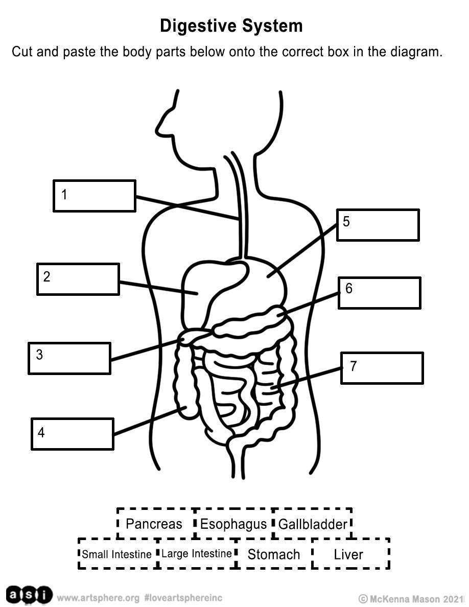 Digestive System Handout Art Sphere Inc