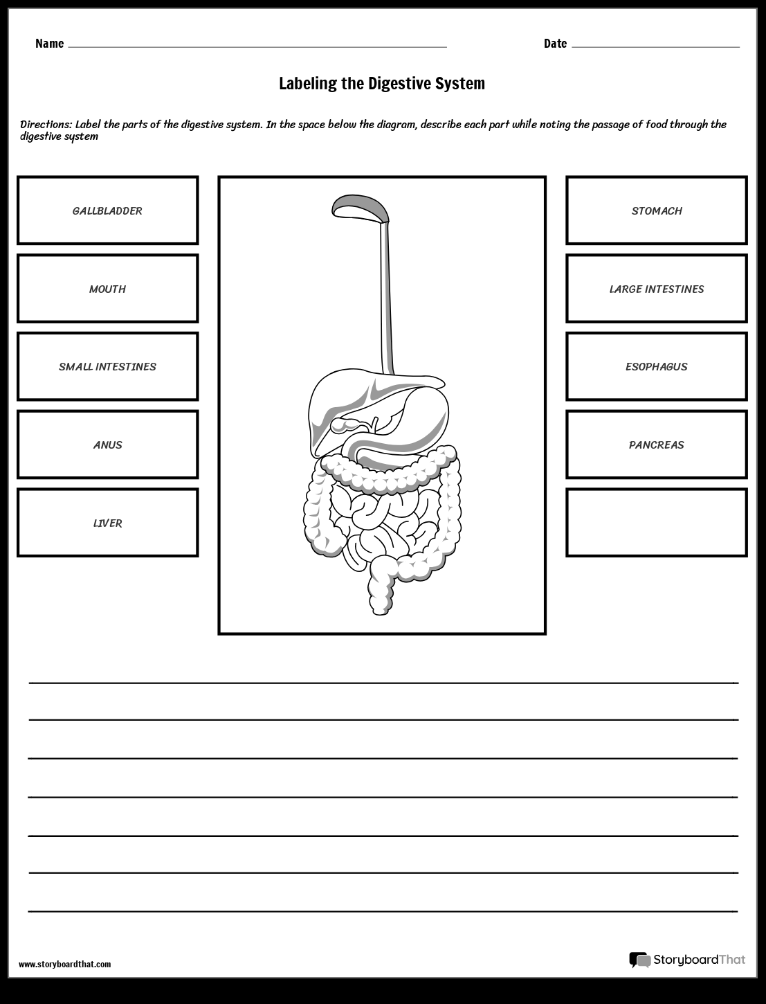 Digestive System Worksheet Parts Functions