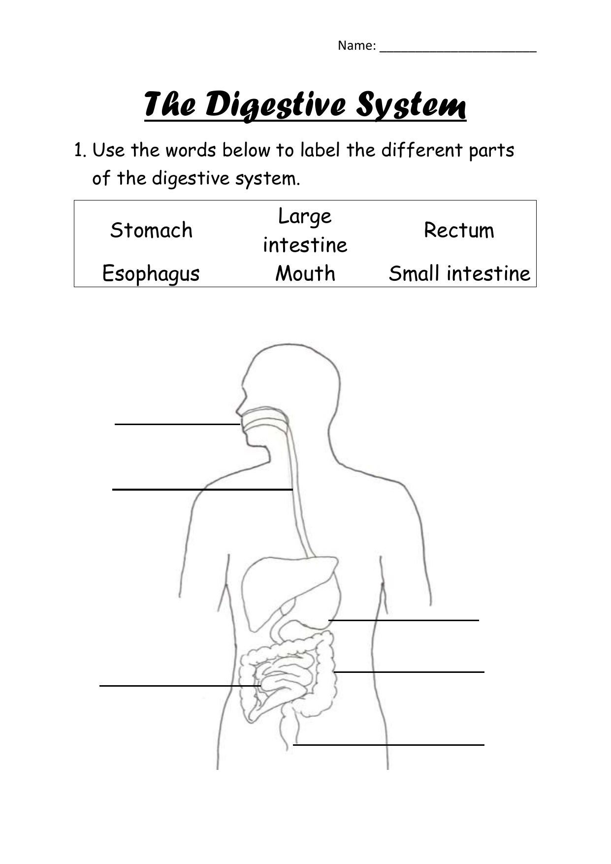 Digestive System Worksheet Digestive System Worksheet