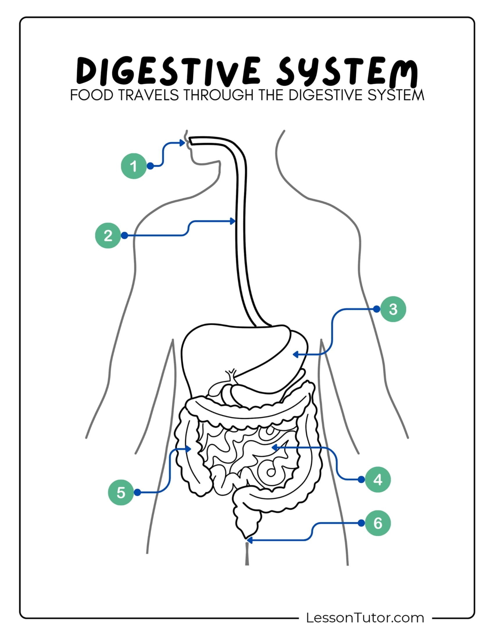 Digestive System Worksheets Lesson Tutor Diagram Labeling Quiz On Digestive System Parts And Function