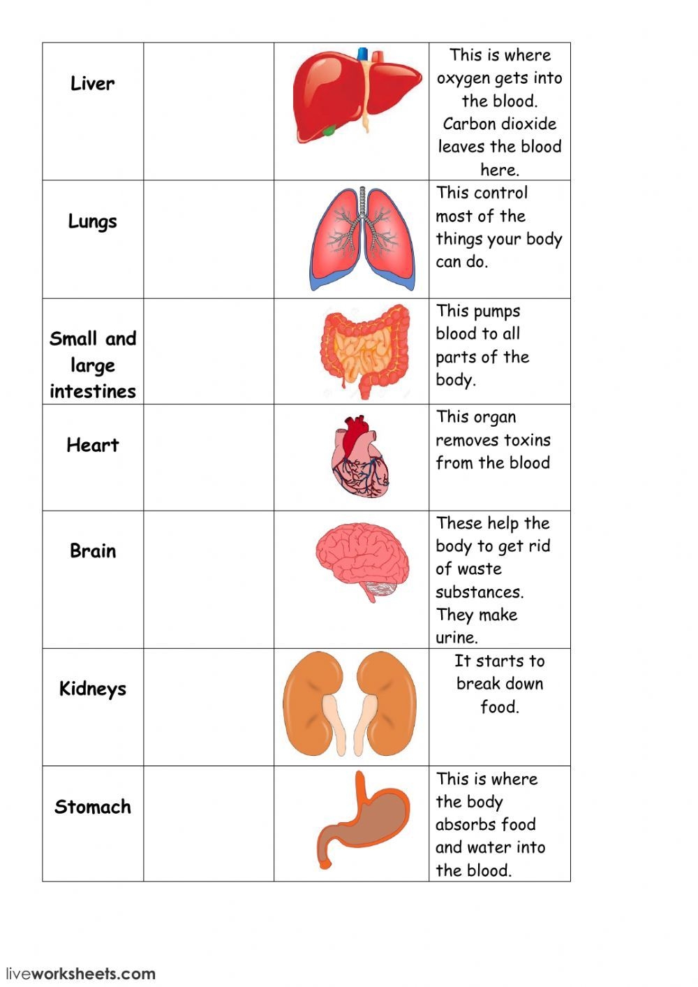 Discover 8 Body Parts And Human Body Activities Ideas On This Pinterest Board Human Body Projects Human Body Systems Human Body Organs And More