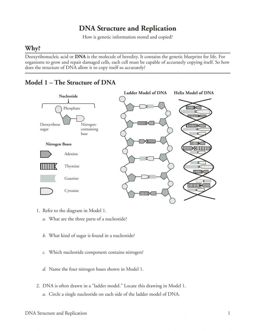 DNA Structure And Replication Review Online Exercise For Live Worksheets Library