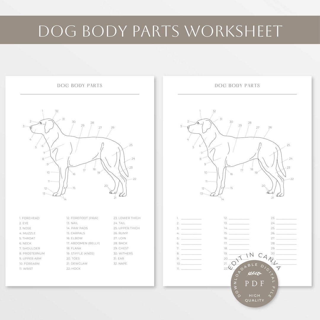 Worksheet Body Parts Dog Animal Royalty Free SVG Cliparts Vectors And Stock Illustration Image 148871544