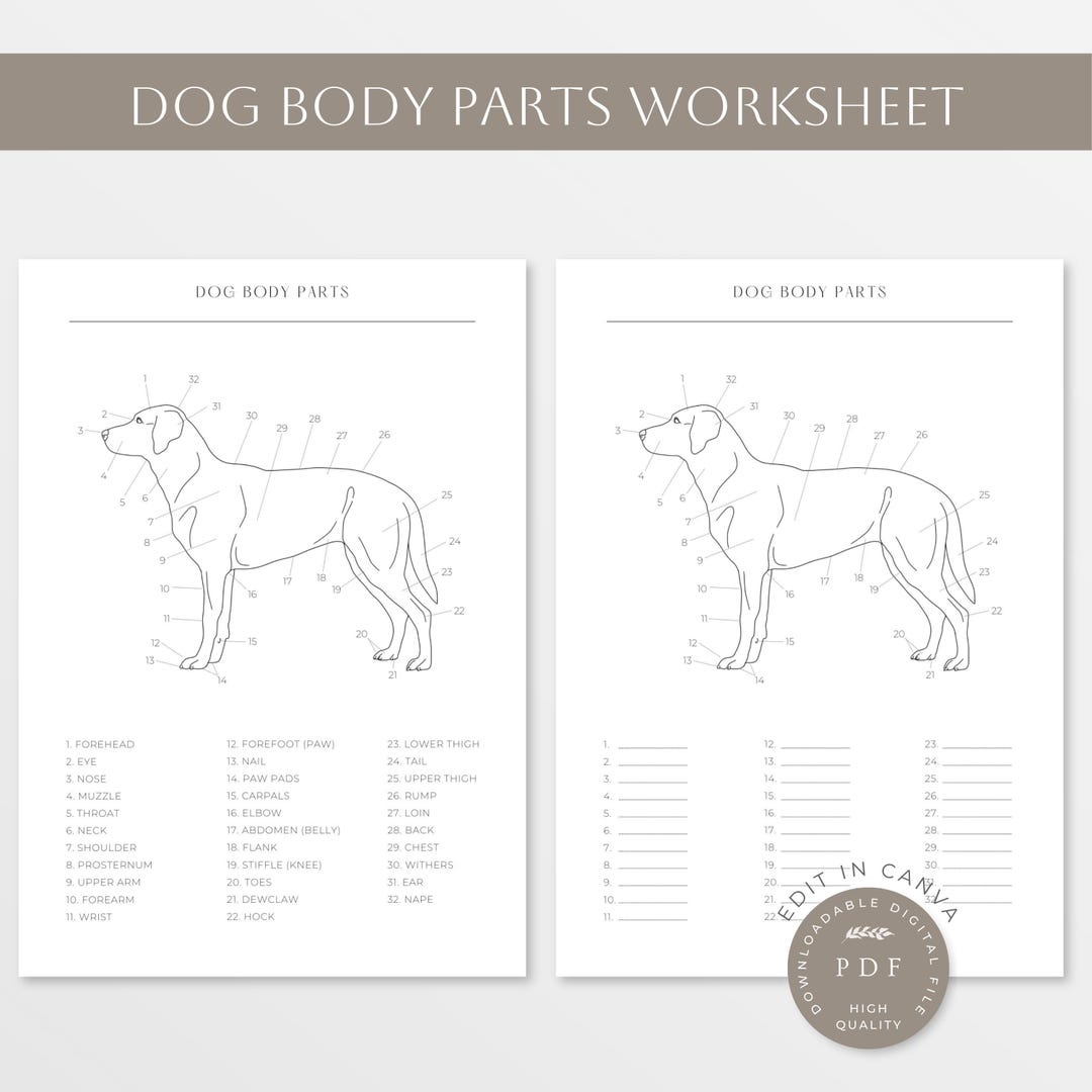 Dog Body Parts Dog Anatomy Canine Worksheet Dog Body Worksheet Parts Of A Dog Canine Dog Body Line Art Vet Tech Printables Etsy Dog Body Parts Stock Vector Illustration Of School Language 88316521
