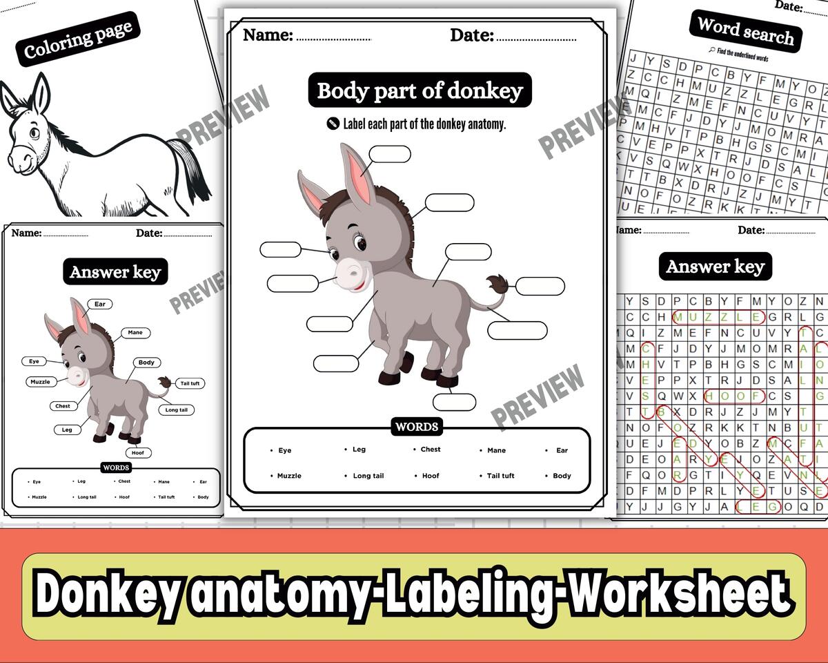 Donkey Body Parts Labeling Diagram Word Search Coloring Worksheets Animal Science Activity Teaching Resources Donkey Body Parts Labeling Diagram Word Search Coloring Worksheets Animal Science Activity Teaching Resources