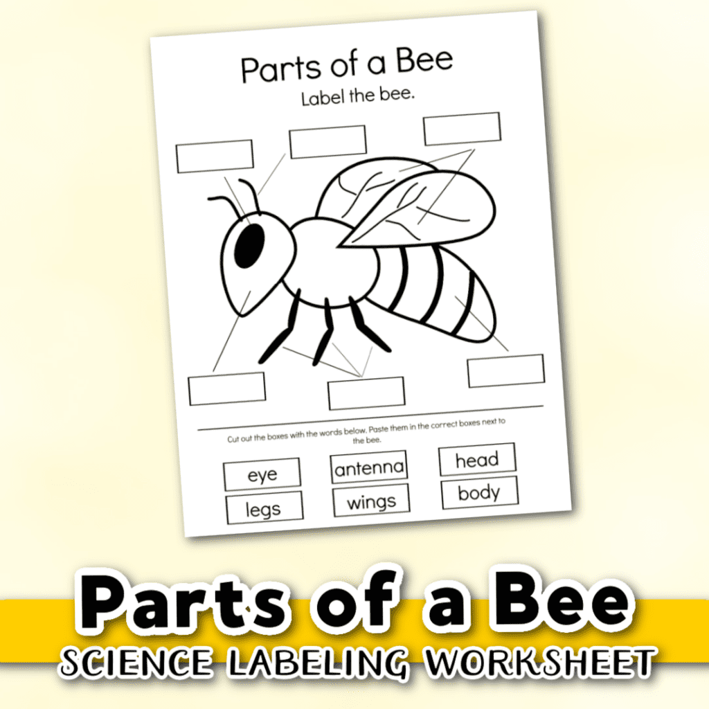 Download The Parts Of A Bee Worksheet Homeschool Preschool