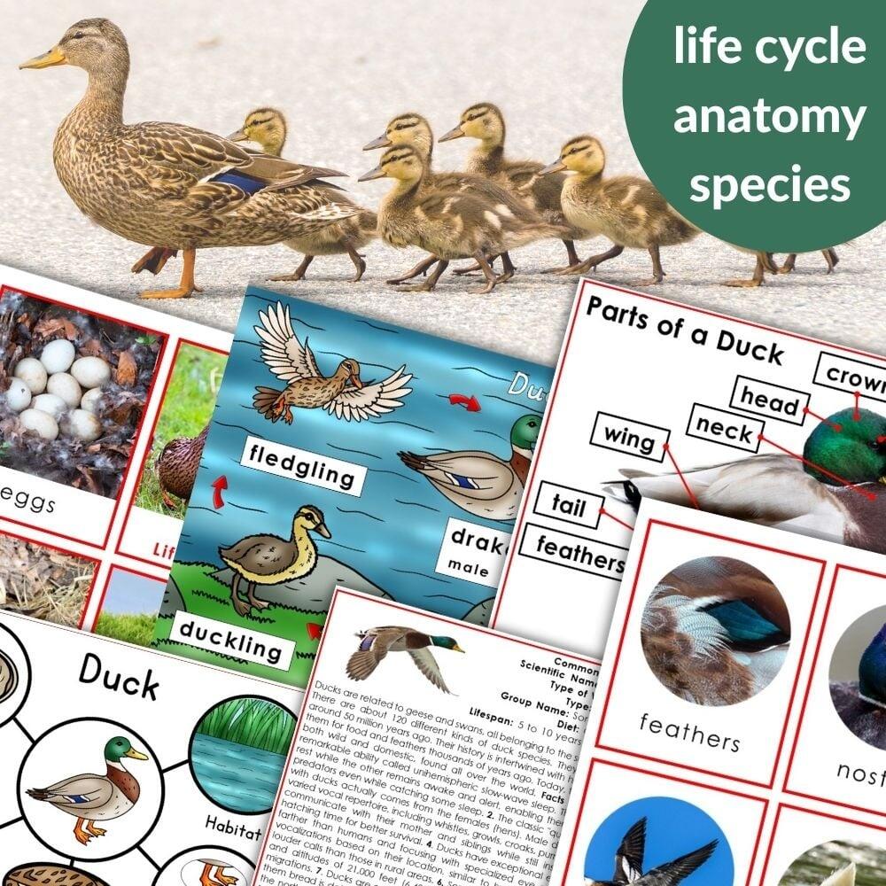 Duck Life Cycle Parts Of A Duck Activities Montessori Nature Duck Life Cycle Parts Of A Duck Activities Montessori Nature