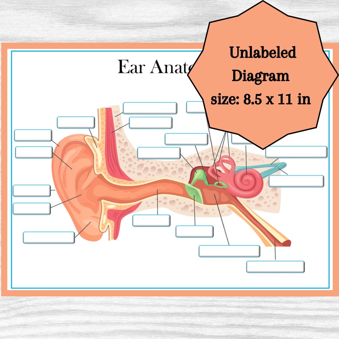 Ear Anatomy Diagram Educational Printable Learning Resource Instant Download Etsy
