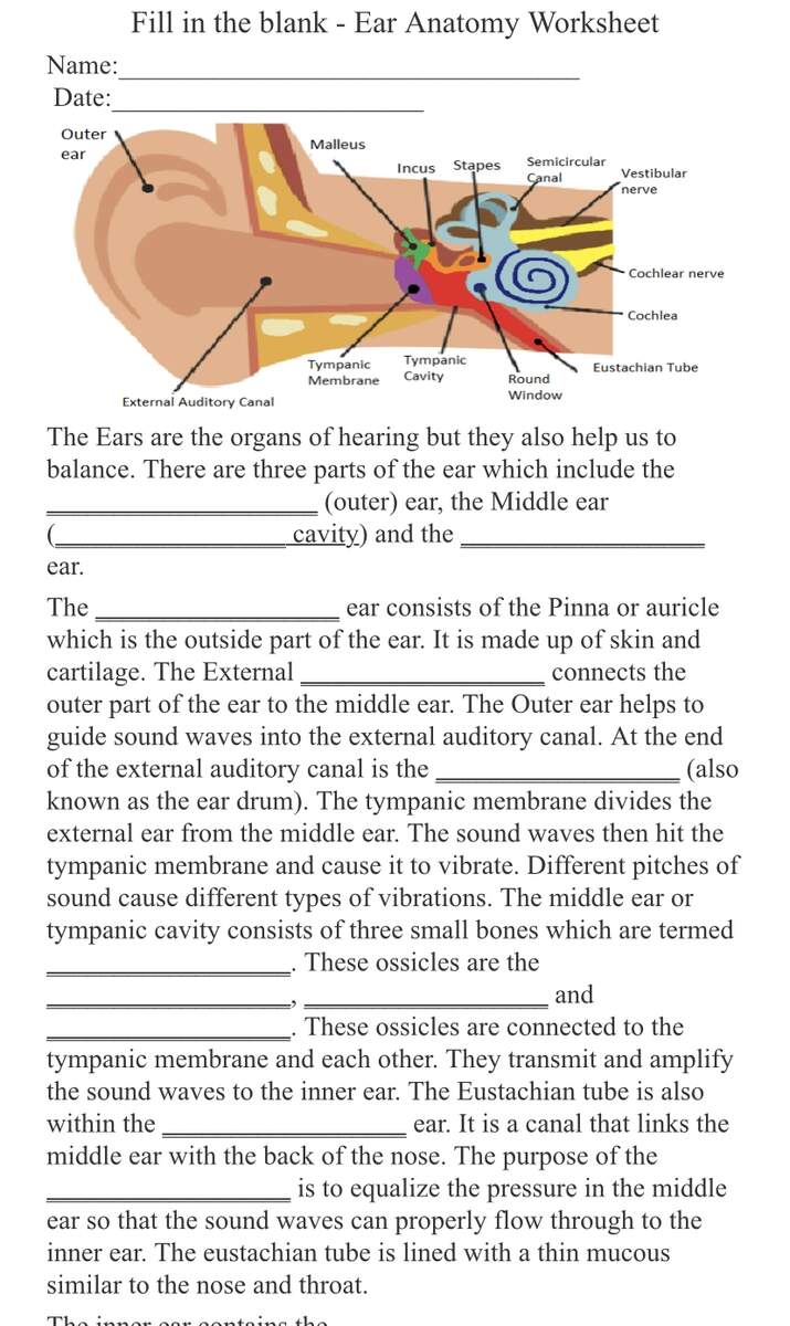 Ear Anatomy Worksheet Quiz Test Classful Ear Anatomy Worksheet Quiz Test Classful