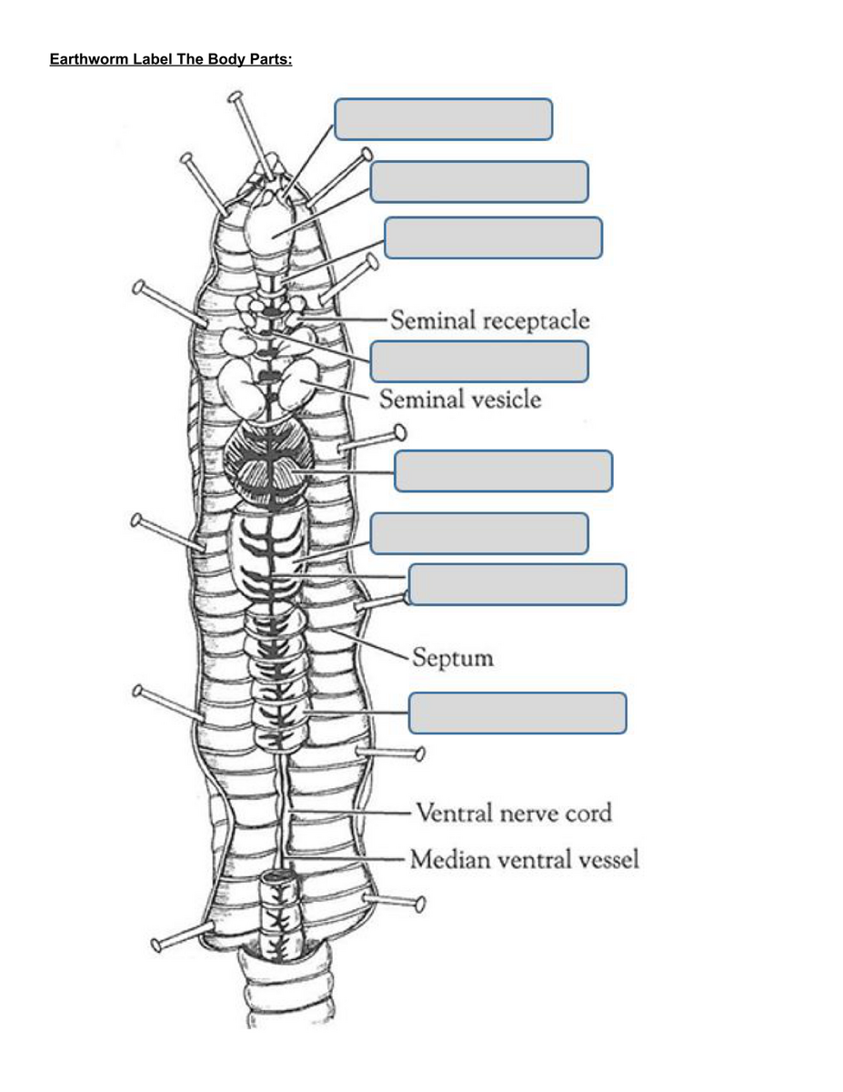 Earthworm Label The Body Parts Worksheet Ashley Roffers Worksheets Library