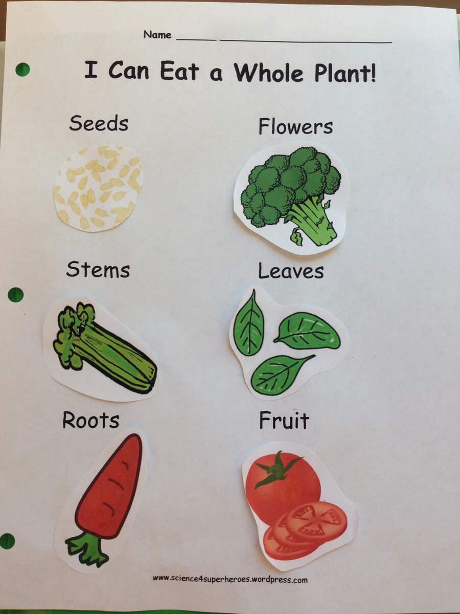 Eating Parts Of A Plant Science 4 Superheroes