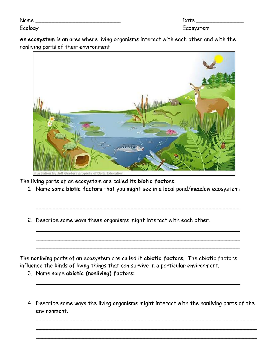 Ecology Worksheet Ecosystems Symbiosis Predator Prey