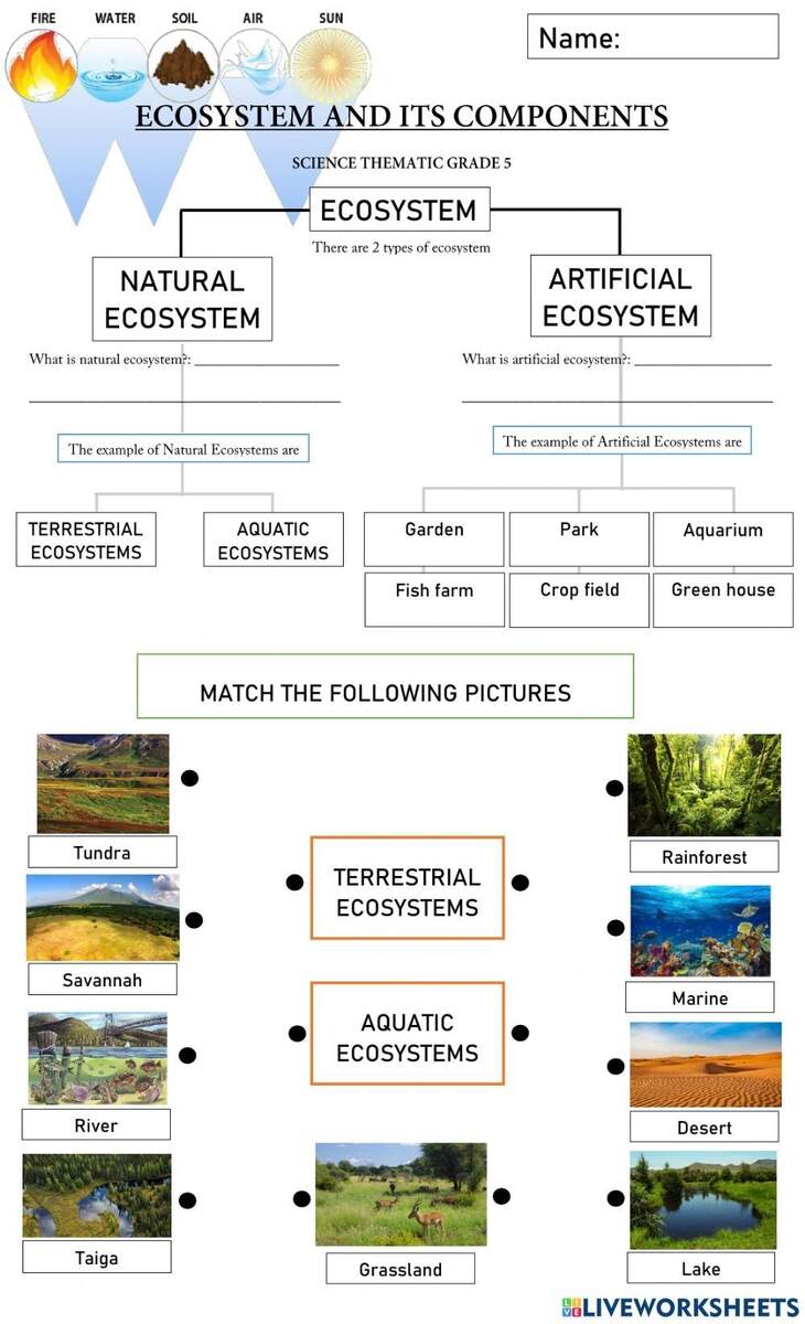 Ecosystems Worksheets Free Printable By Storyboard That