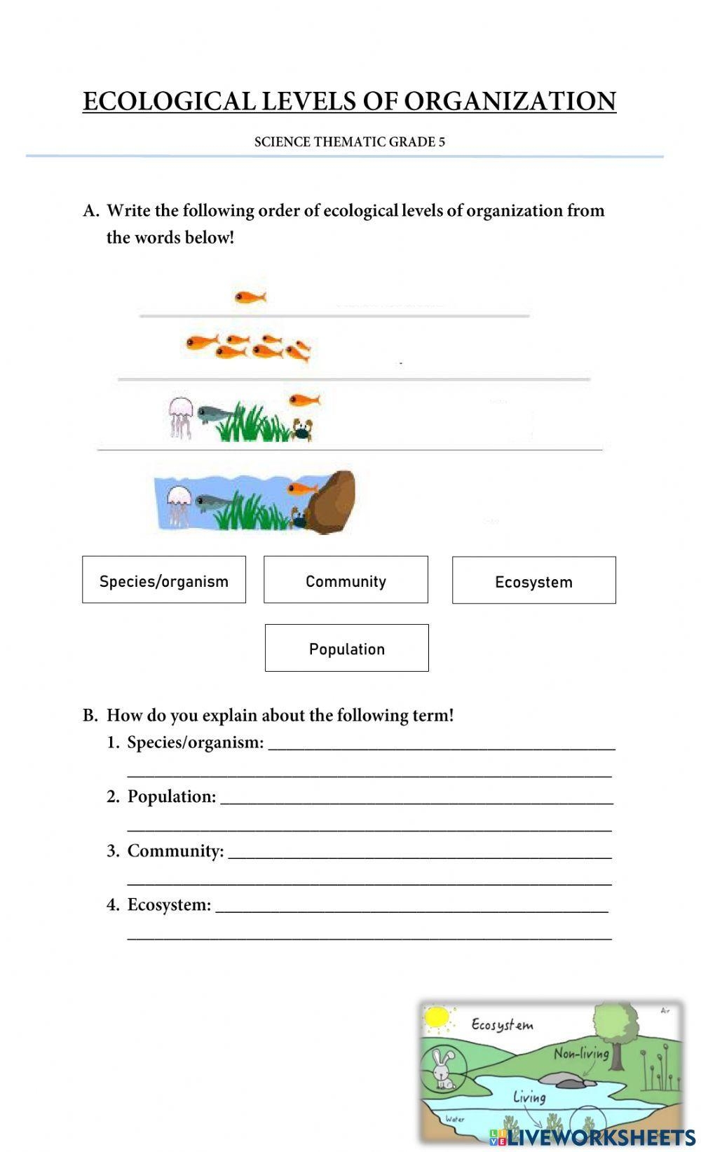 Ecosystem And Its Components Worksheet Worksheets Library Ecosystem And Its Components Worksheet Worksheets Library