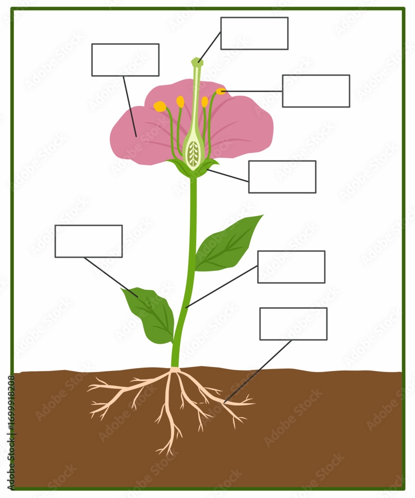 Educational Flower Anatomy Diagram With Blank Labels Showing Root Stem Leaf Petal Stamen Pistil Ovary And Ovule Science Worksheet For Kids Learning Plant Parts Stock Vector Adobe Stock Educational Flower Anatomy Diagram With Blank Labels Showing Root Stem Leaf Petal Stamen Pistil Ovary And Ovule Science Worksheet For Kids Learning Plant Parts Stock Vector Adobe Stock