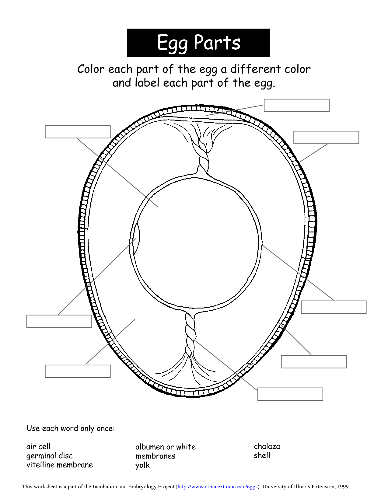 Egg Lesson Kindergarten Worksheets Family And Consumer Science Science Worksheets Chicken Egg Labeling Worksheet Schematic Diagram Of Egg Anatomy With Activities Made By Teachers