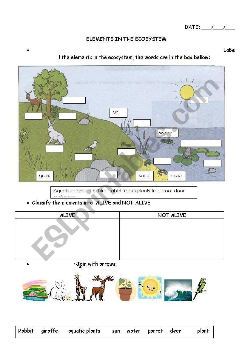 Elements In The Ecosystem ESL Worksheet By Carucha Elements In The Ecosystem ESL Worksheet By Carucha