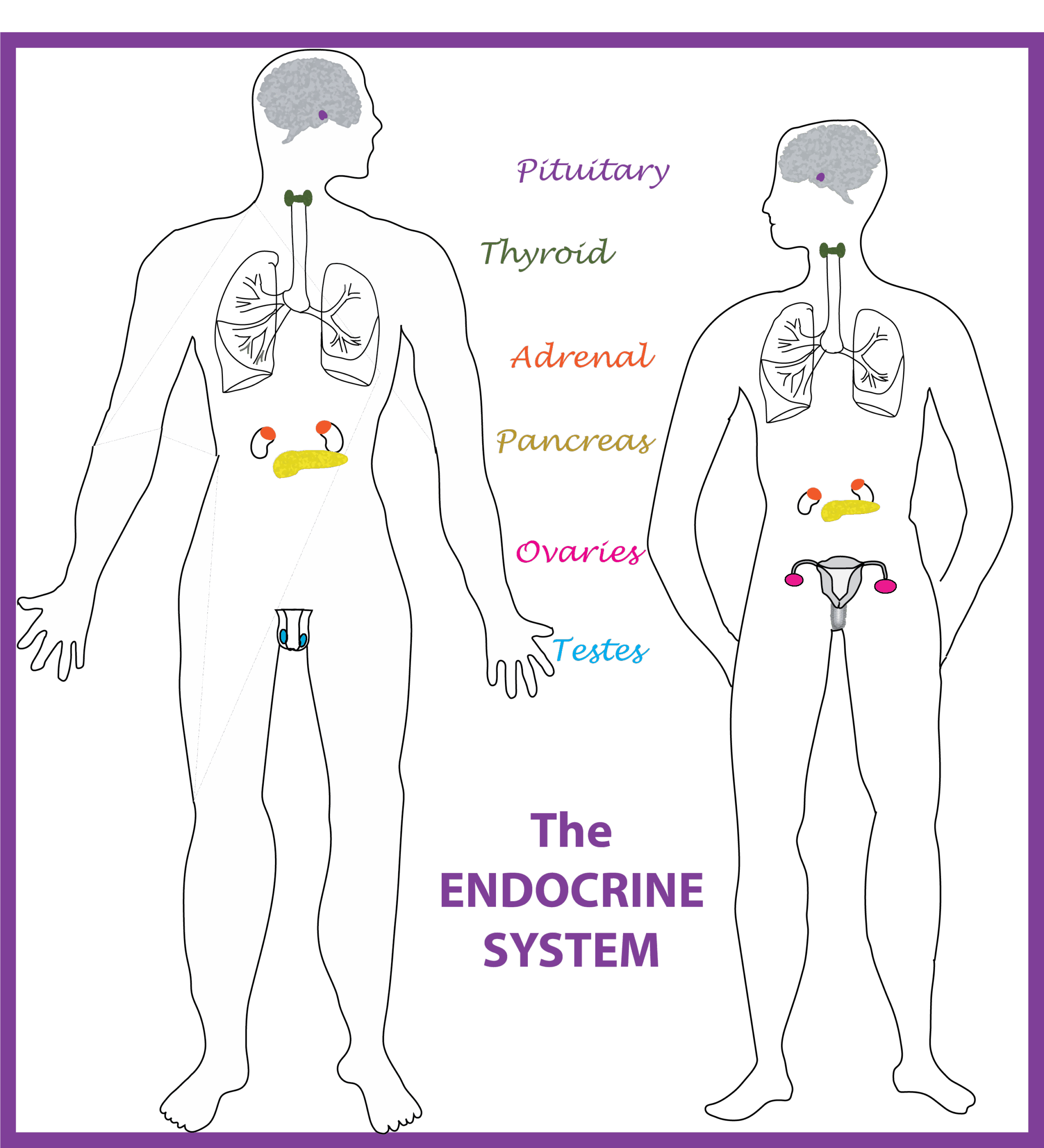 Endocrine System Worksheets