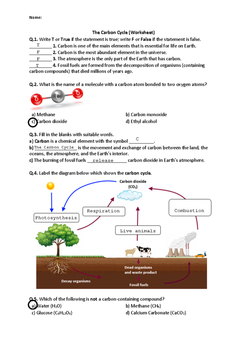 Energy Flow In Ecosystems Reinforcement For 16 MHR Studocu