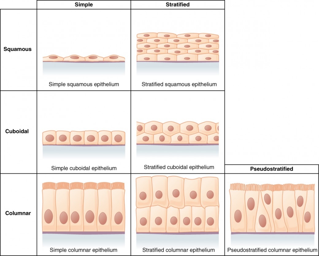 Epithelial Tissue Anatomy And Physiology I