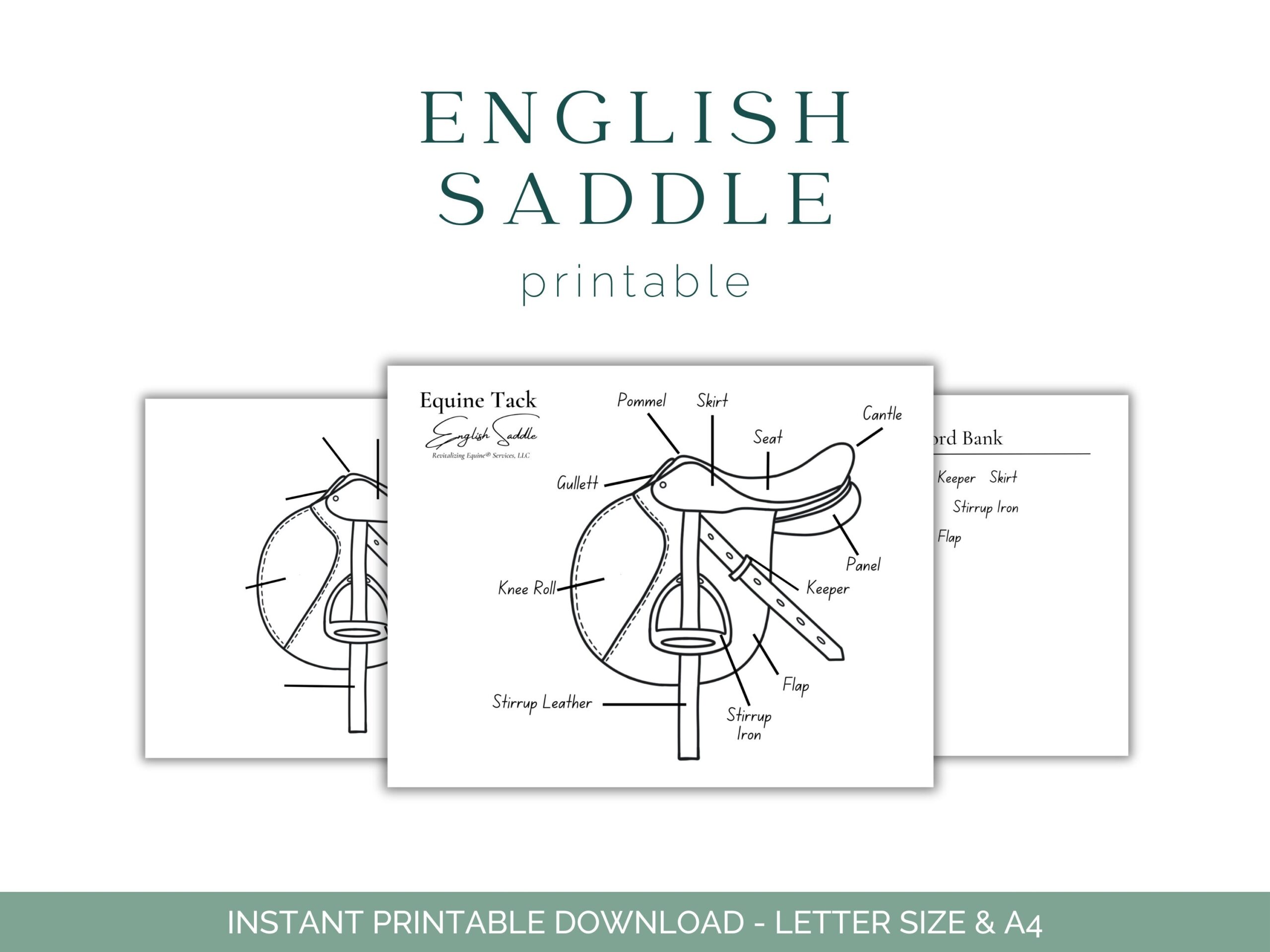 PRINTABLE English Saddle Anatomy Worksheet Etsy