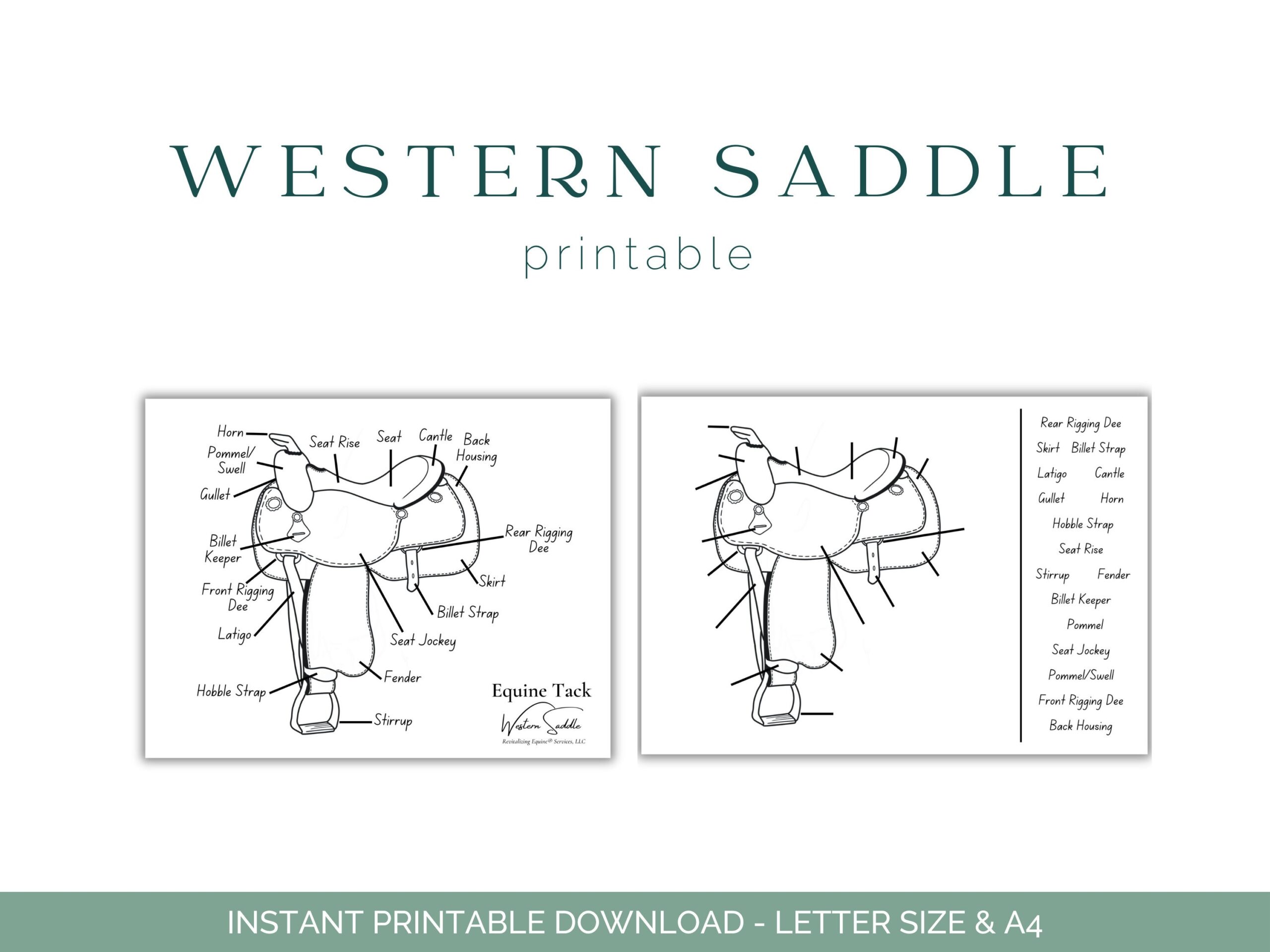Parts Of The Horse Worksheet Etsy Canada