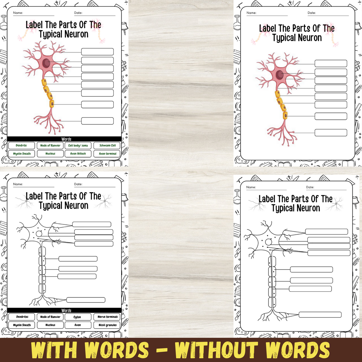 Neuron Anatomy Worksheet Label The Parts Of A Neuron